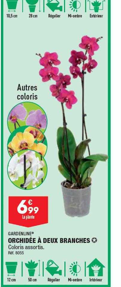 orchidée à deux branches gardenline