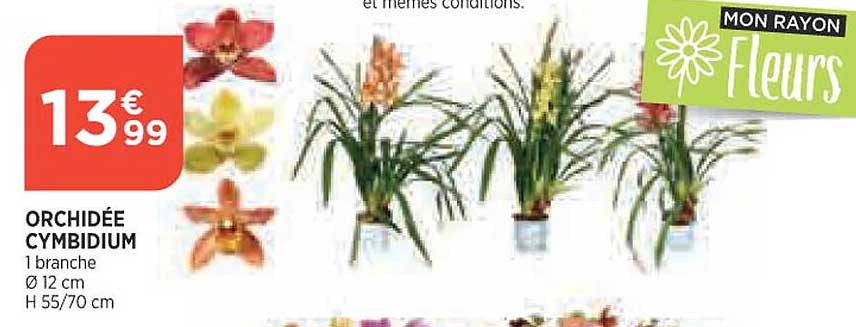 orchidée cymbidium