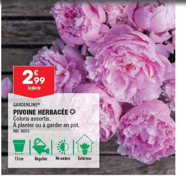pivoine herbacée gardenline