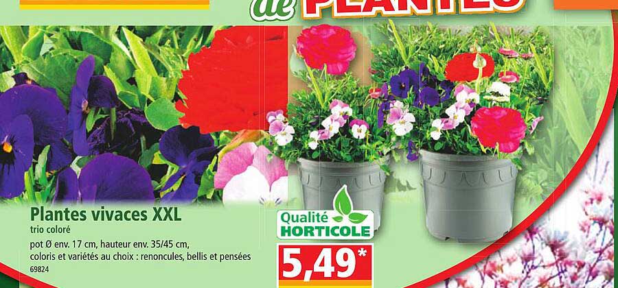 plantes vivaces xxl trio coloré