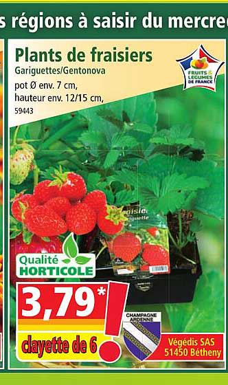 plants de fraisiers gariguettes-gentonova