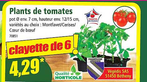plants de tomates