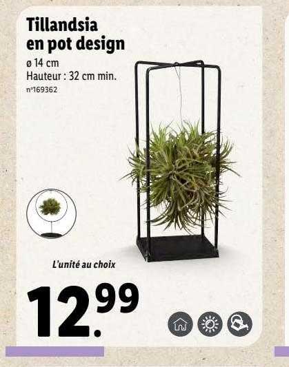 tillandsia en pot design