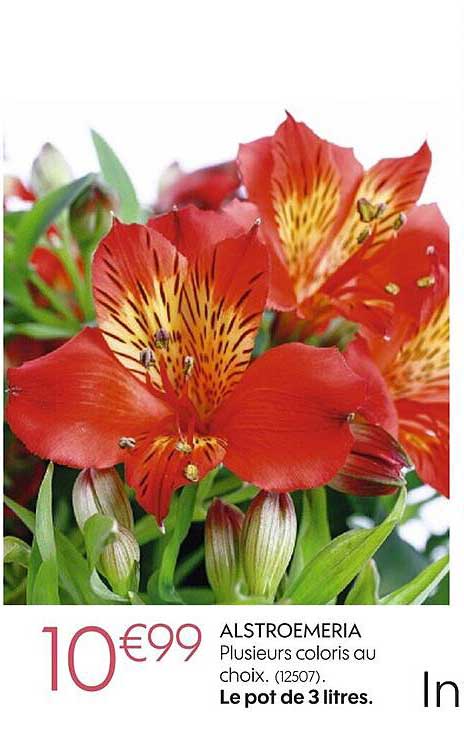alstroemeria