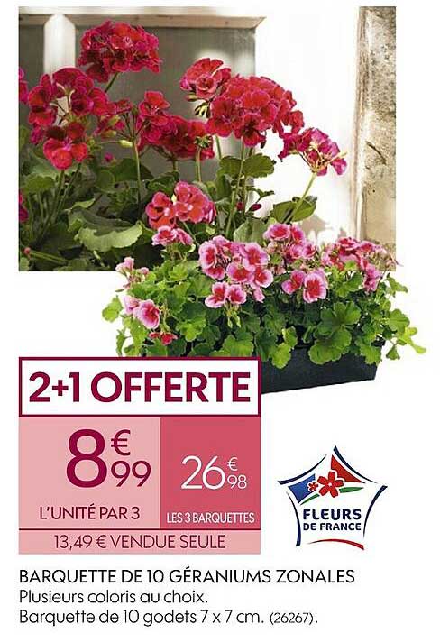 barquette de 10 géraniums zonales