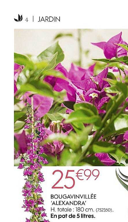 bougainvillée alexandra