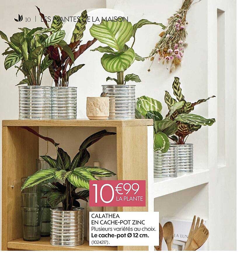 calathea en cache-pot zinc