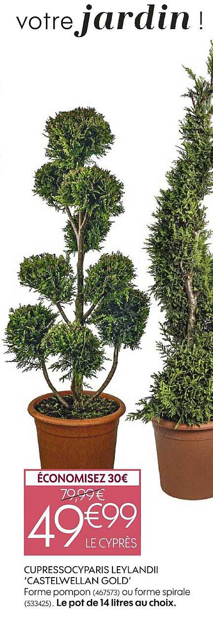 cupressocyparis leylandii castelwellan gold