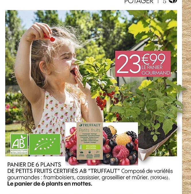 panier de 6 plants de petits fruits certifiés ab truffaut
