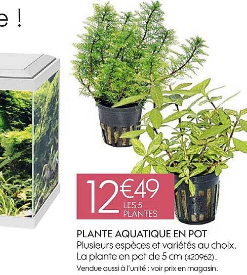 plante aquatique en pot