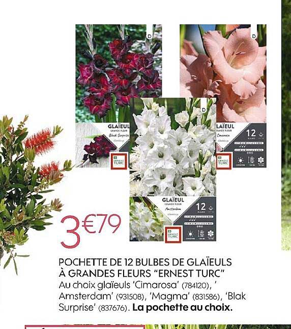 pochette de 12 bulbes de glaïeuls à grandes fleurs ernest turc