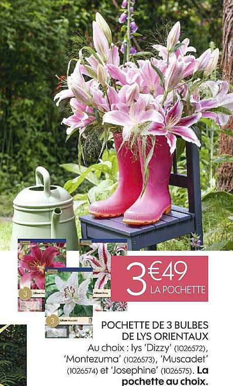 pochette de 3 bulbes de lys orientaux