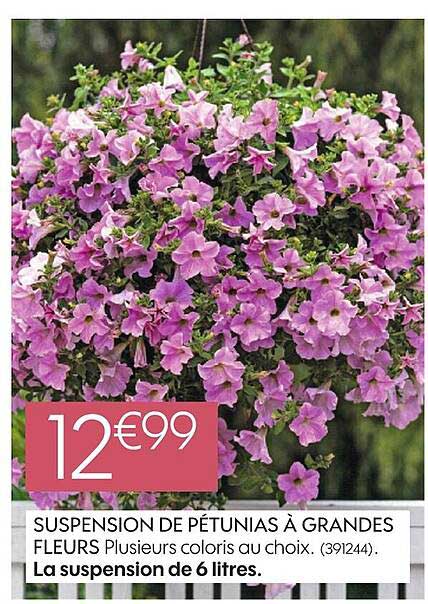 suspension de pétunias à grandes fleurs