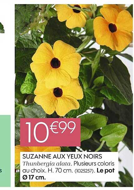 suzanne aux yeux noirs