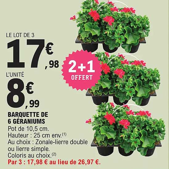 barquette de 6 géraniums