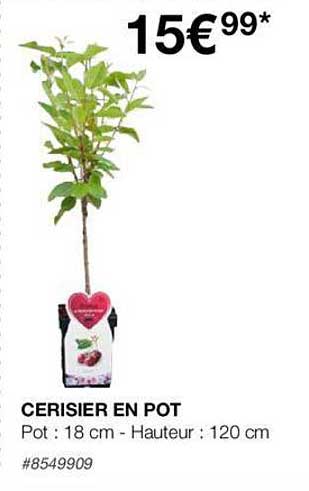 Cerisier En Pot