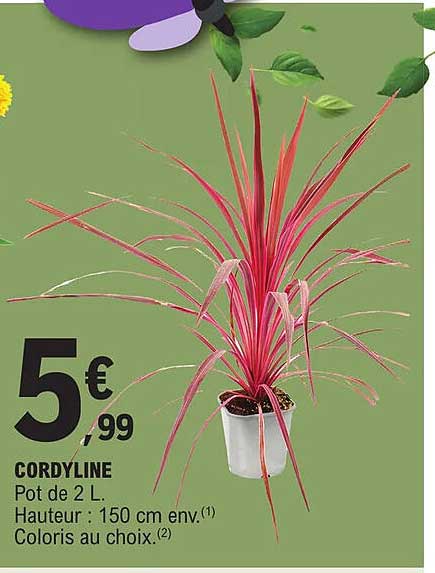 Cordyline