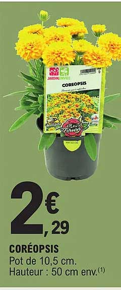 coréopsis