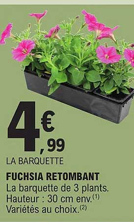 fuchsia retombant