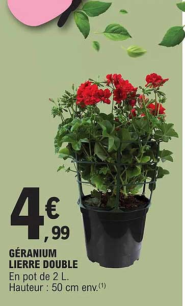 géranium lierre double