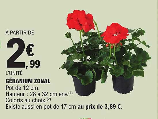 Géranium Zonal