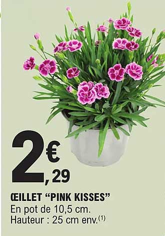 œillet "pink Kisses"