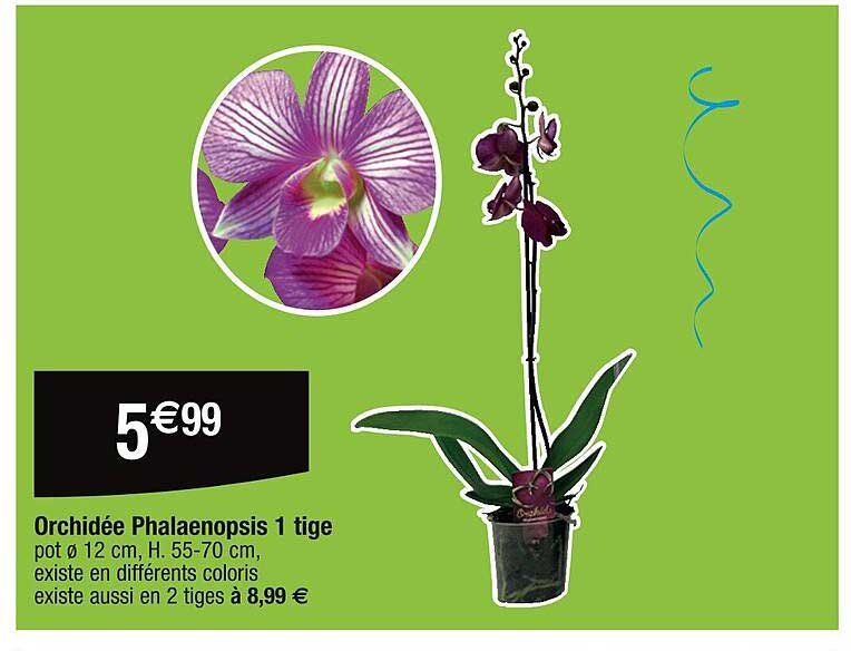 orchidée phalaenopsis 1 tige