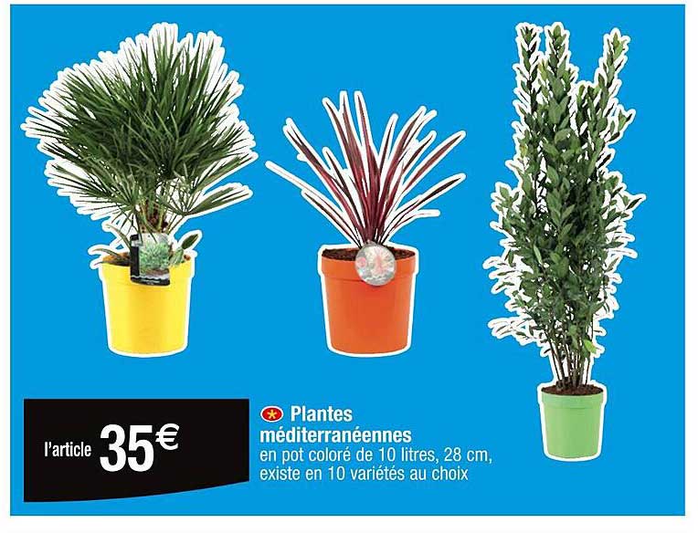 plantes méditerranéennes