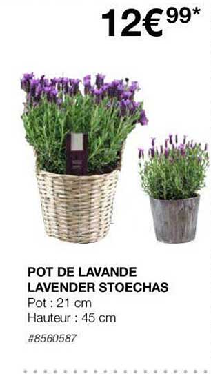 pot de lavande lavender stoechas