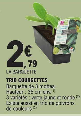Trio Courgettes