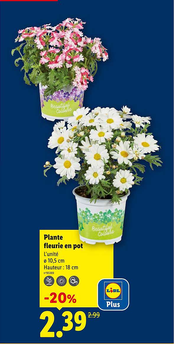 Sitemapcdatahttpsmodeinf Inetcompot De Fleur Lidl