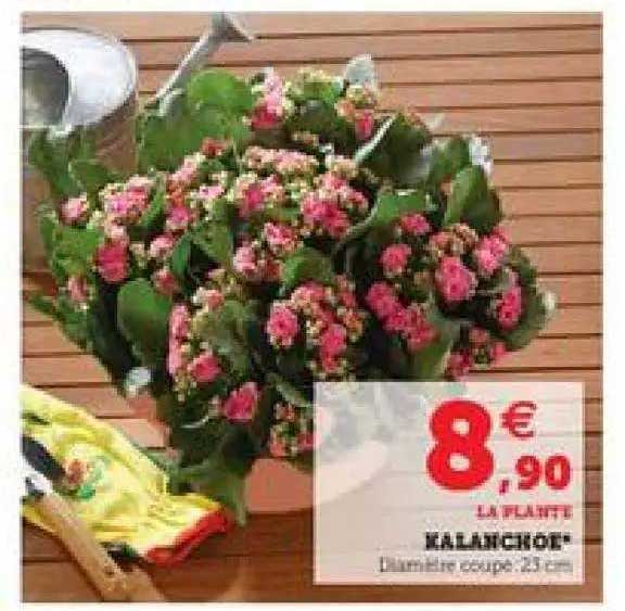 Kalanchoe
