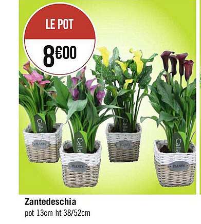 Zantedeschia