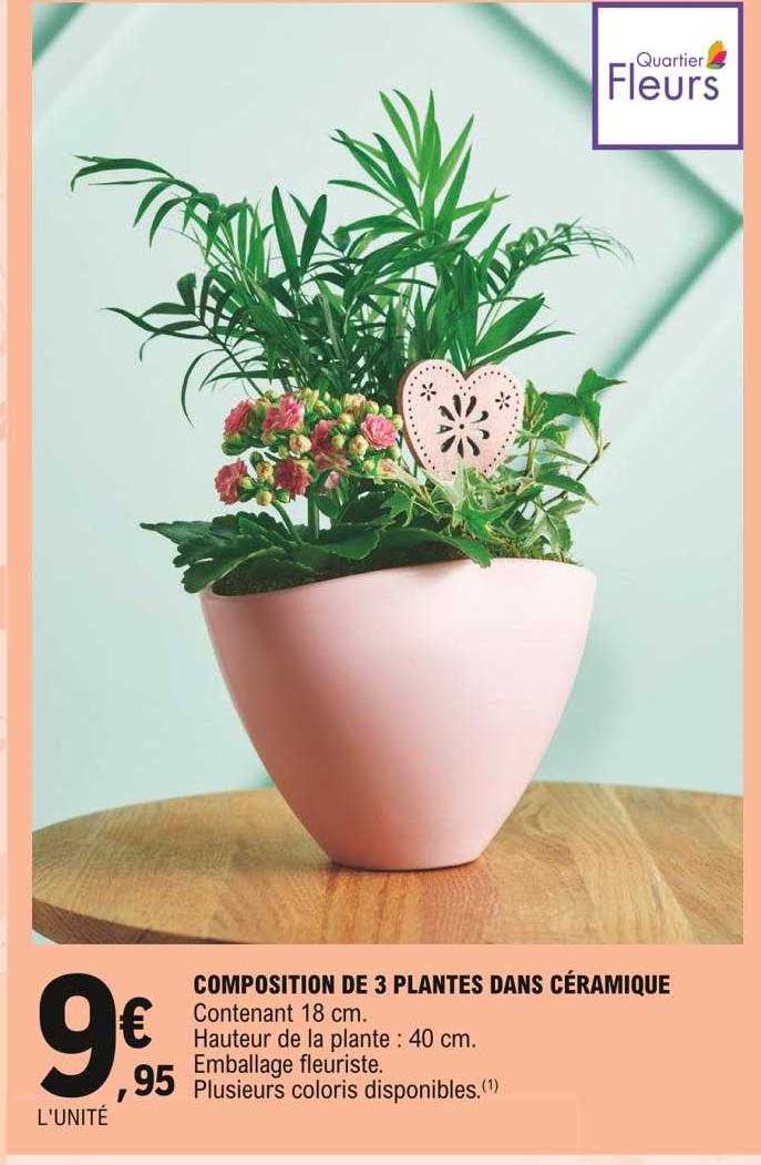 composition de 3 plantes dans céramique