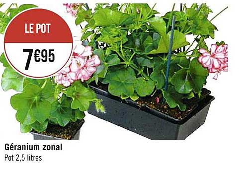 géranium zonal