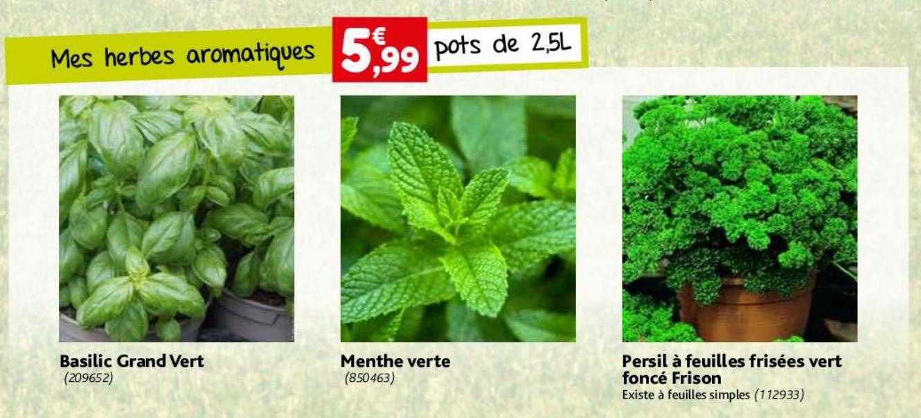 basilic grand vert, menthe verte, persil à feuilles frisées vert foncé frison