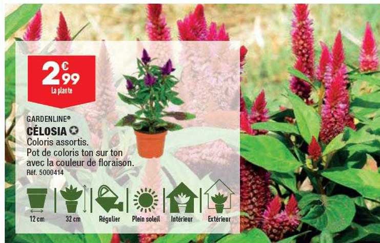 Célosia Gardenline