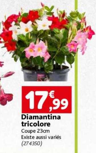 diamantina tricolore