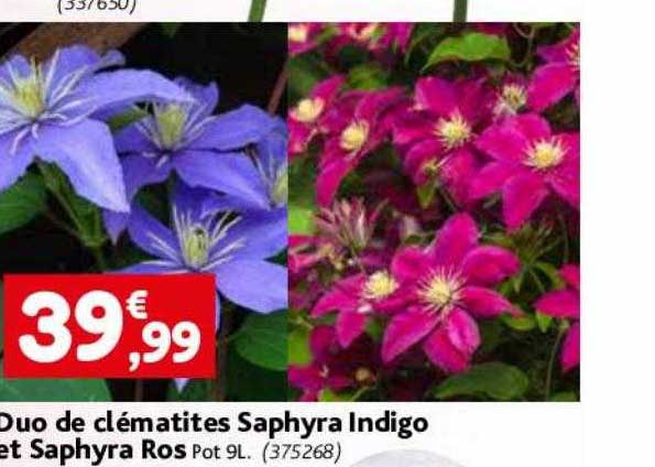 duo de clématites saphyra indigo et saphyra ros