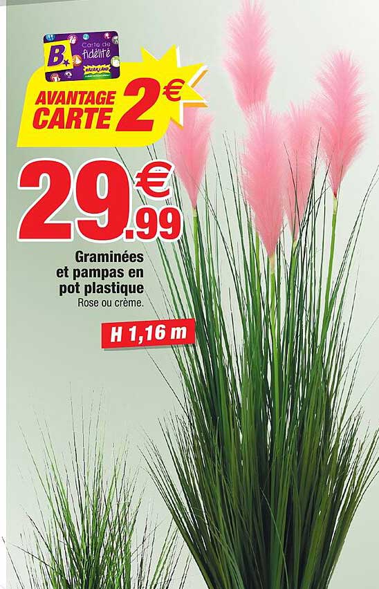 graminées et pampas en pot plastique
