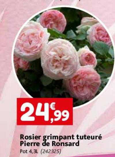 rosier grimpant tuteuré pierre de ronsard