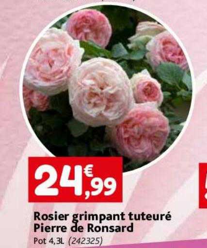 rosier grimpant tuteuré pierre de ronsard