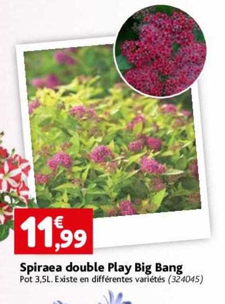 spiraea double play big bang