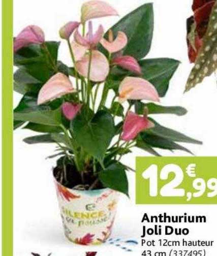 Anthrurium Joli Duo