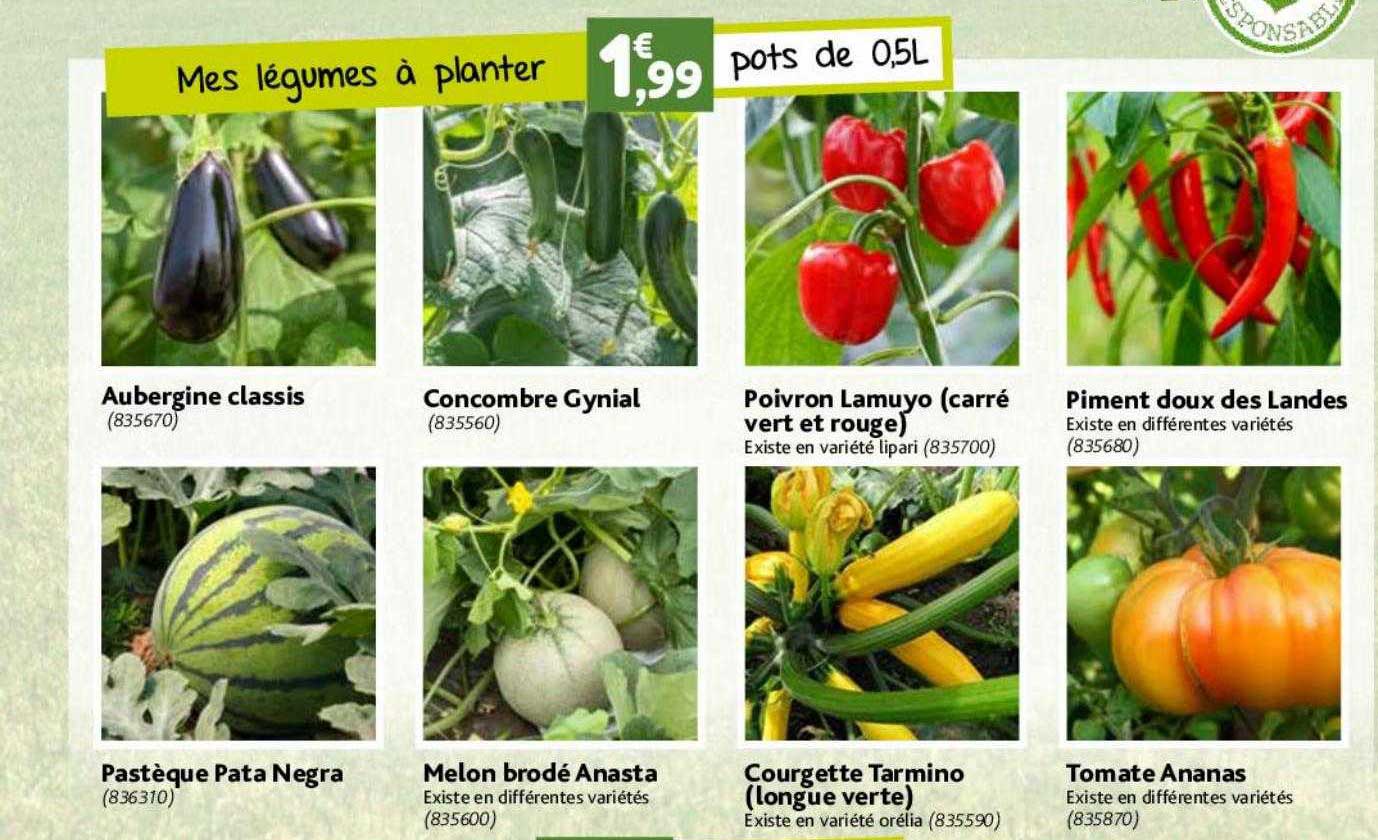 aubergine classic, pastèque pata negra, concombre gynial, melon brodé anasta, poivron lamuyo (carré vert et rouge), courgette tarmino (longue verte), piment doux des landes, tomate ananas