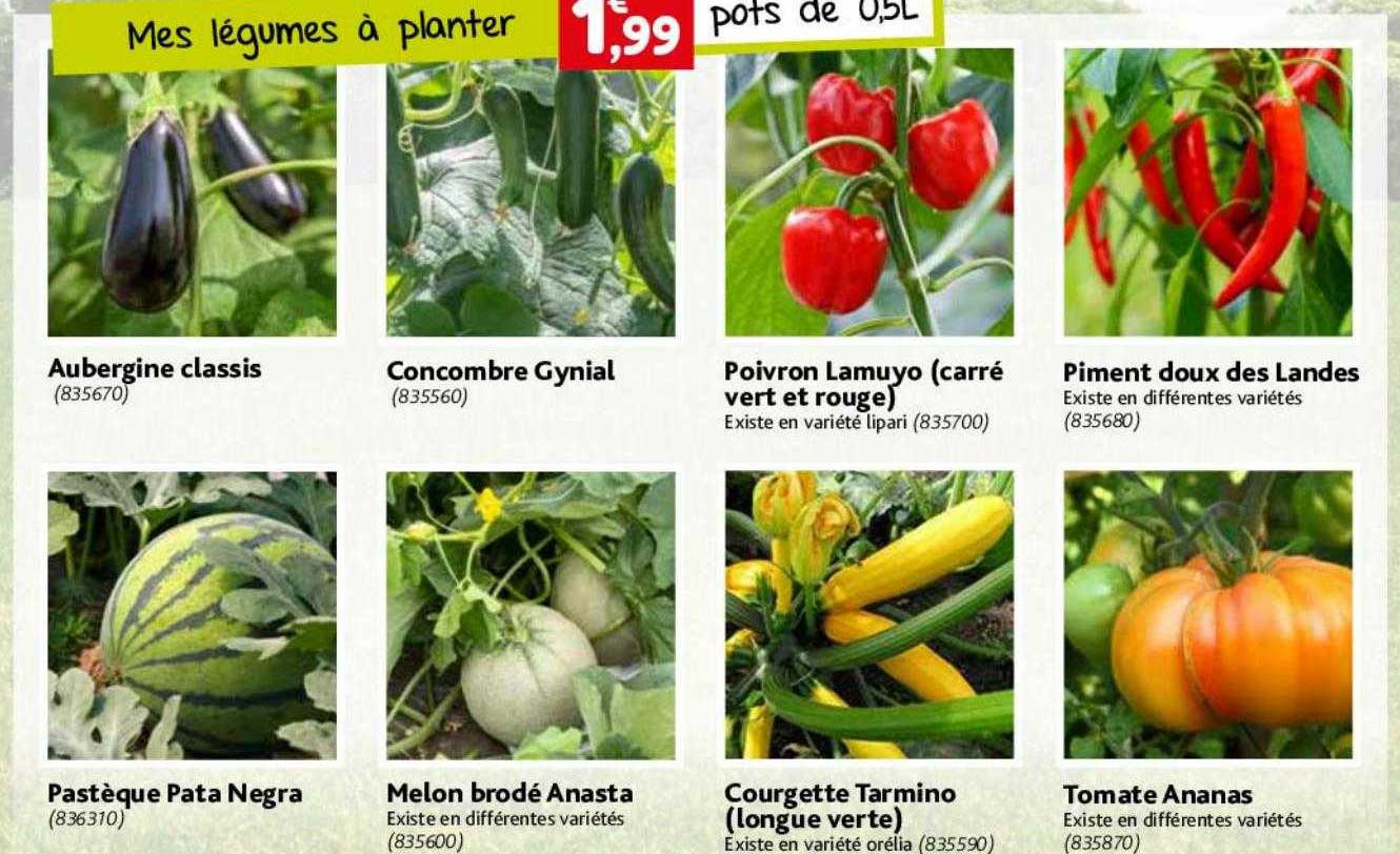 aubergine classis, pastèque pata negra, concombre gynial, melon brodé anasta, poivron lamuyo (carré vert et rouge), courgette tarmino (longue verte), piment doux des landes, tomate ananas