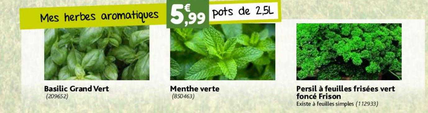 basilic grand vert, menthe verte, persil à feuilles frisées vert foncé frison