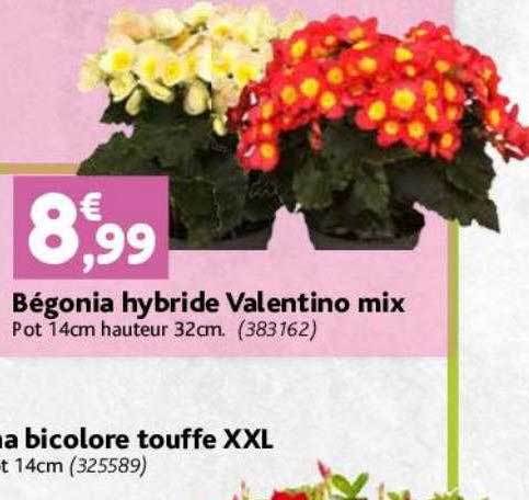 Bégonia Hybride Valentino Mix