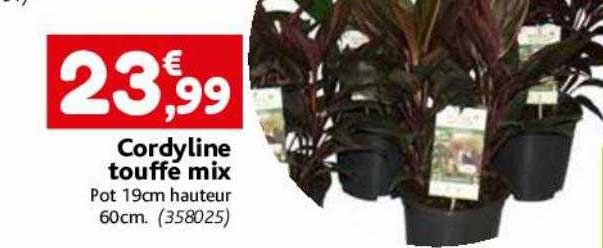 cordyline touffe mix