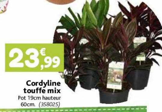 cordyline touffe mix